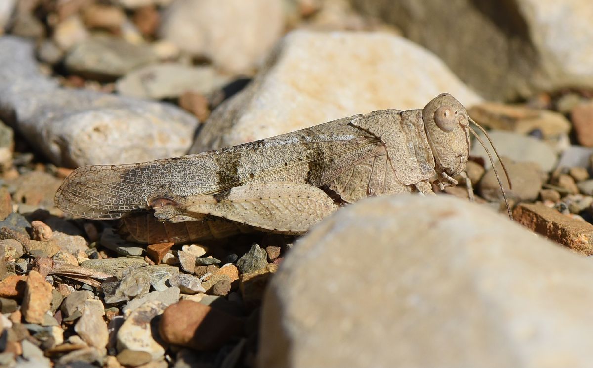 Oedipoda caerulescens caerulescens  - Alberto Manganaro