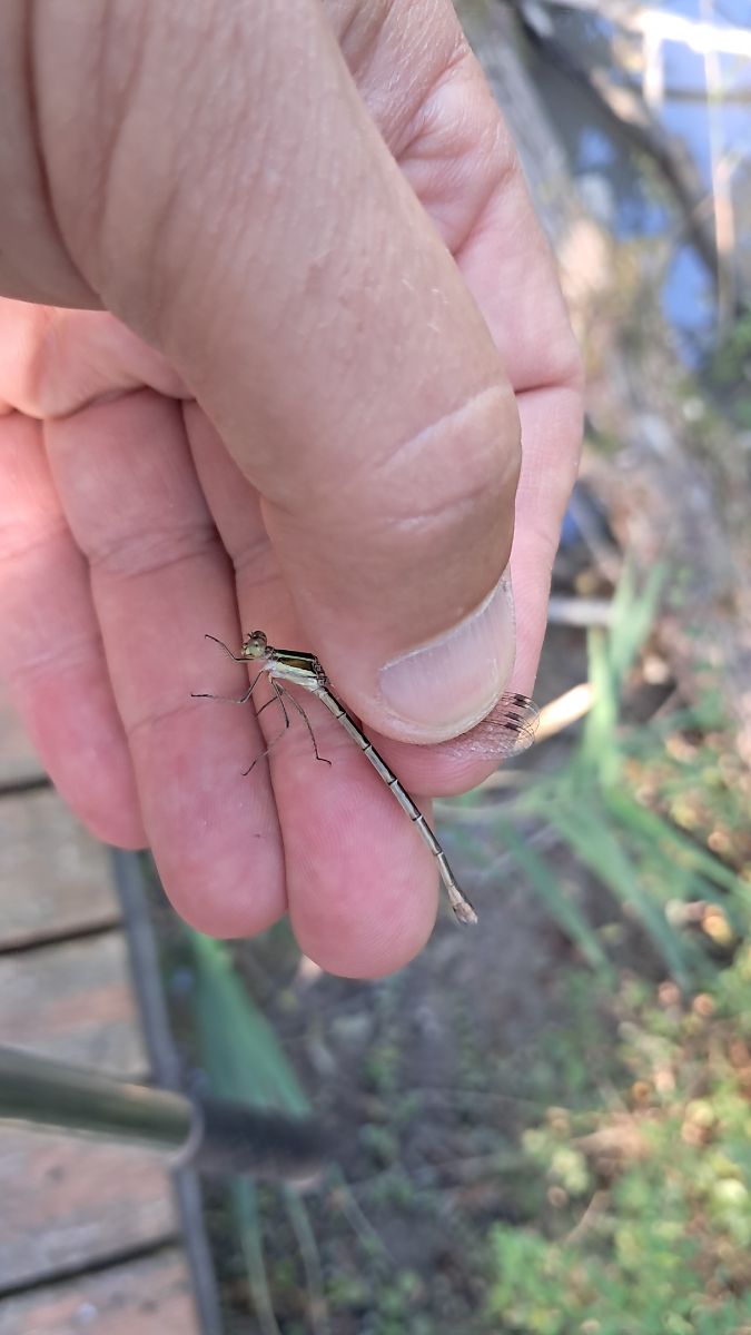 Lestes barbarus  - Roberto Fabbri