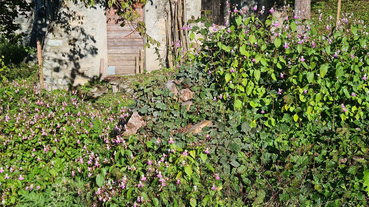 Impatiens glandulifera  - Fabrizio Florit (FVG)