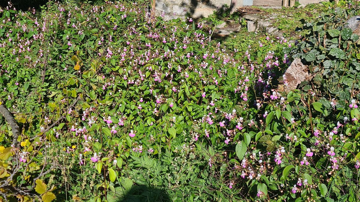 Impatiens glandulifera  - Fabrizio Florit (FVG)