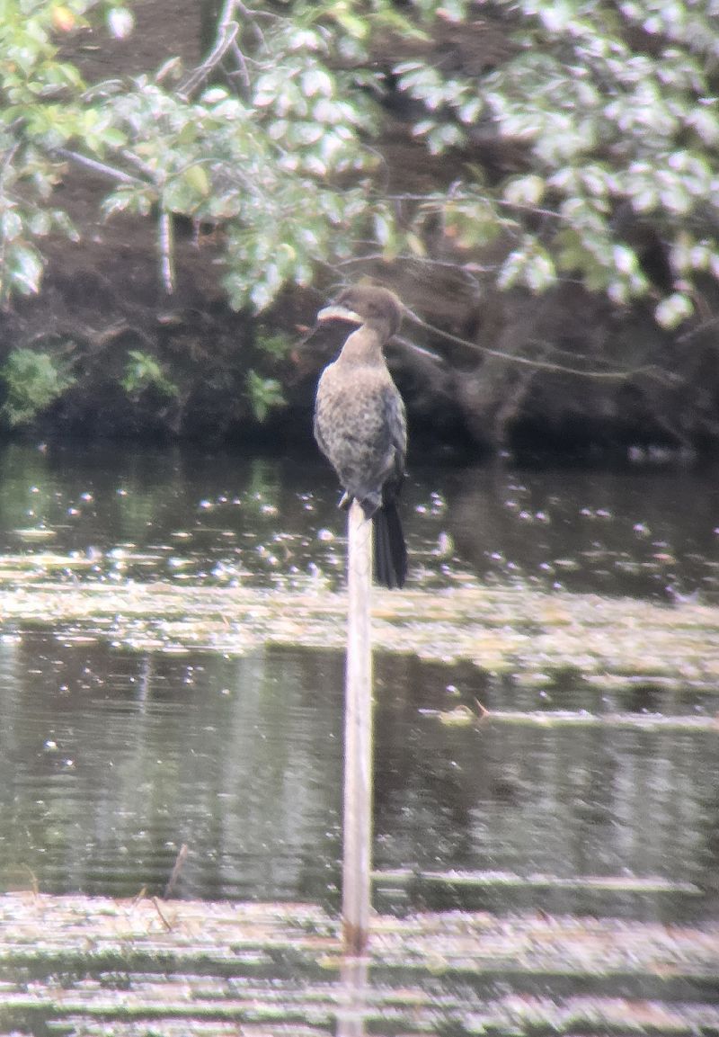 kormoran mały  - Krzysztof Wawrzyniak
