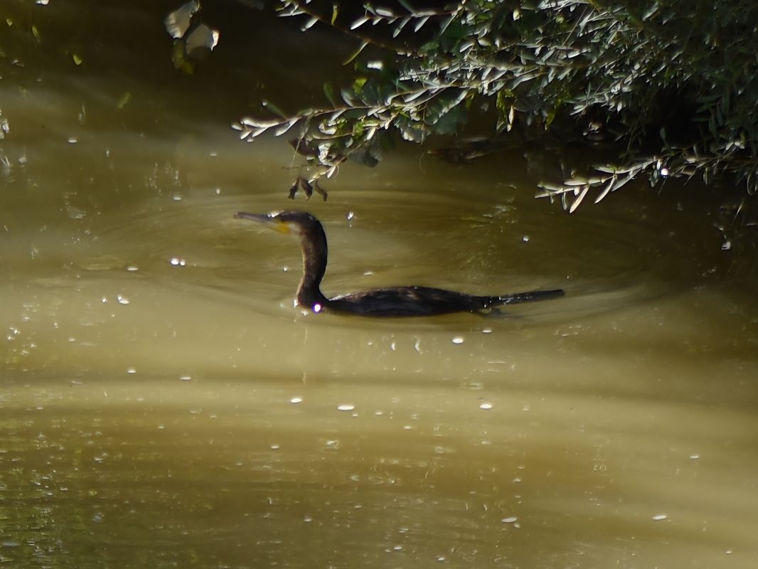Cormorano  - Alberto Manganaro