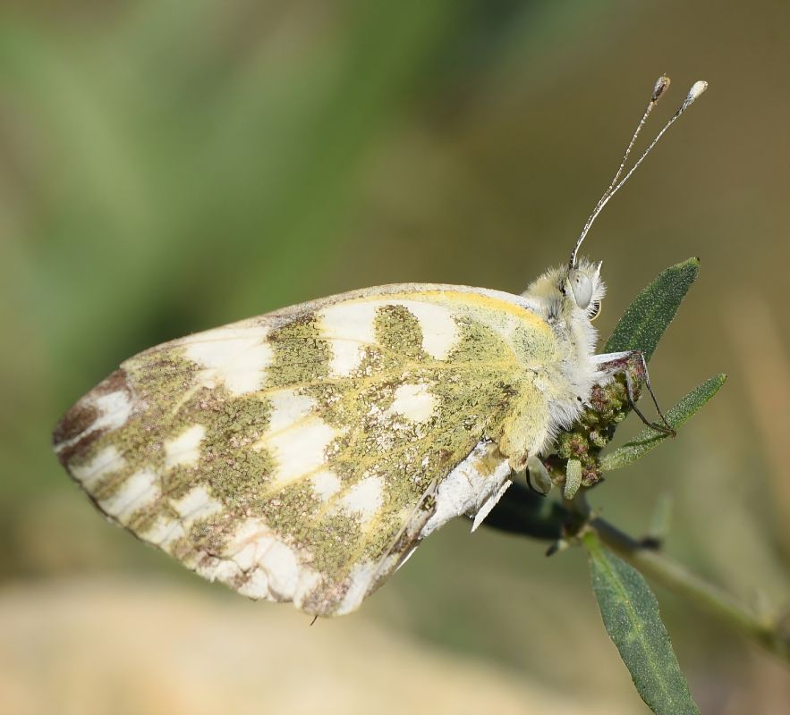Pontia edusa  - Alberto Manganaro