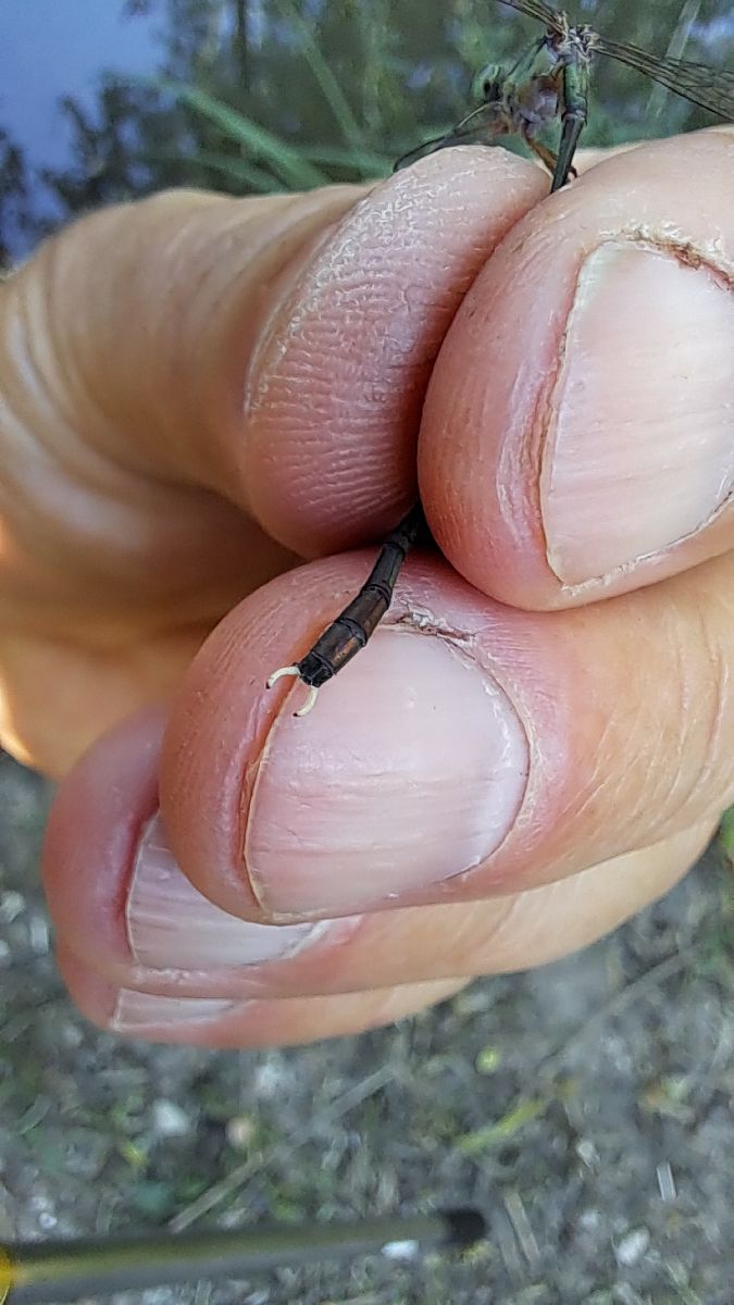 Lestes parvidens  - Roberto Fabbri