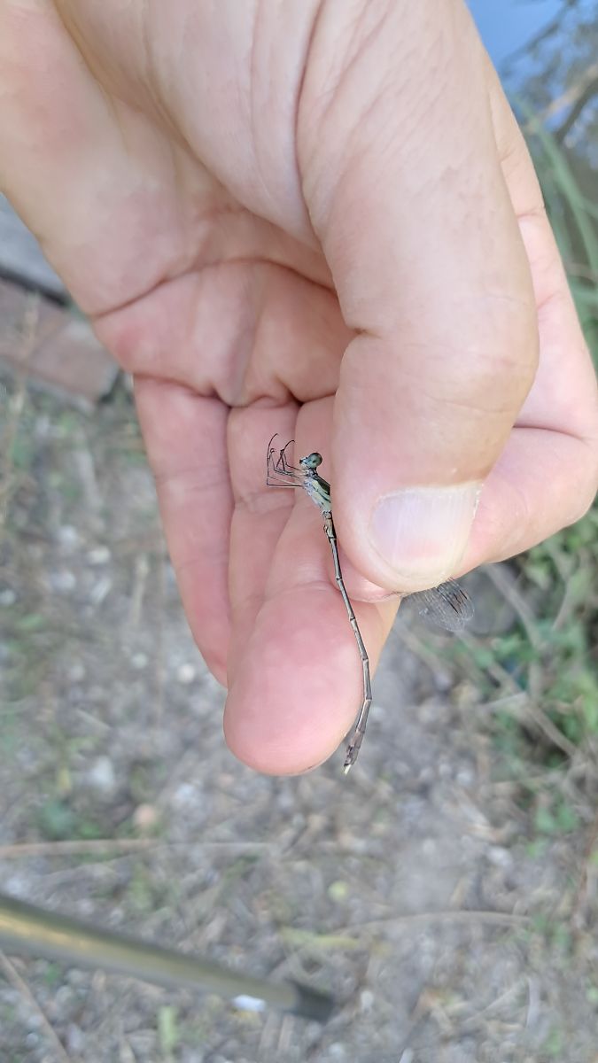 Lestes parvidens  - Roberto Fabbri