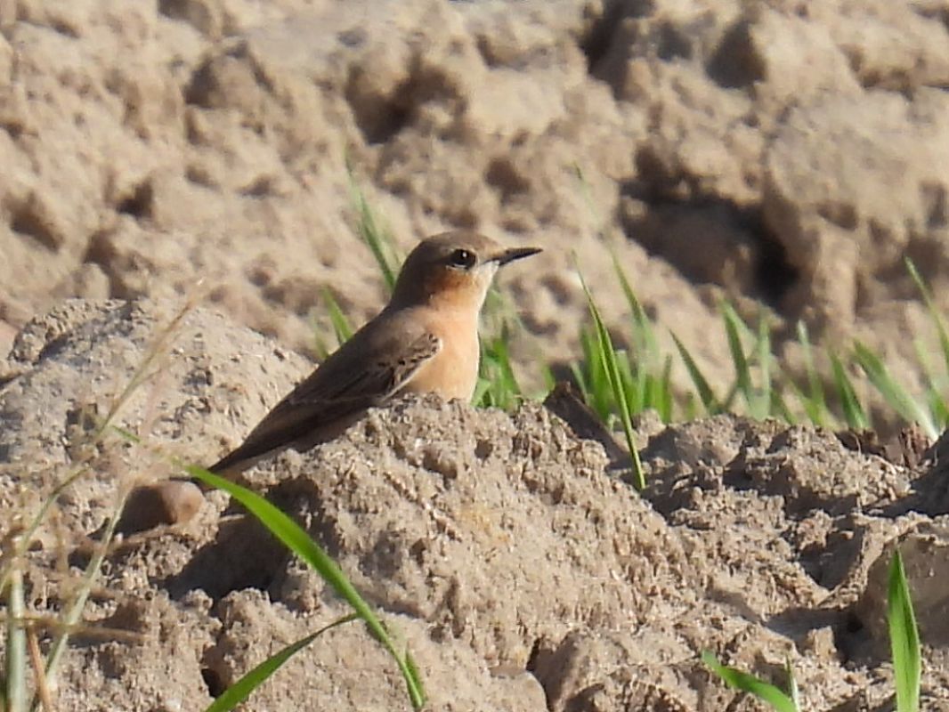 Northern Wheatear  - Kacper Mikulski