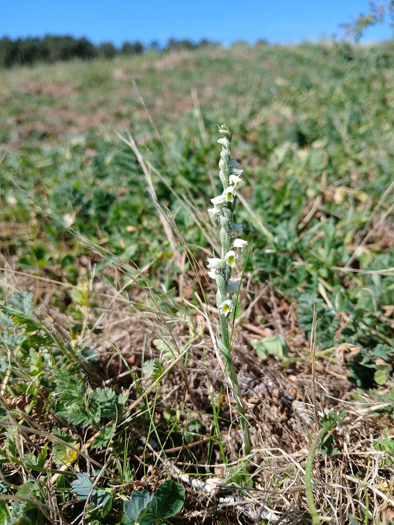 Spiranthes spiralis  - Alain Falvard