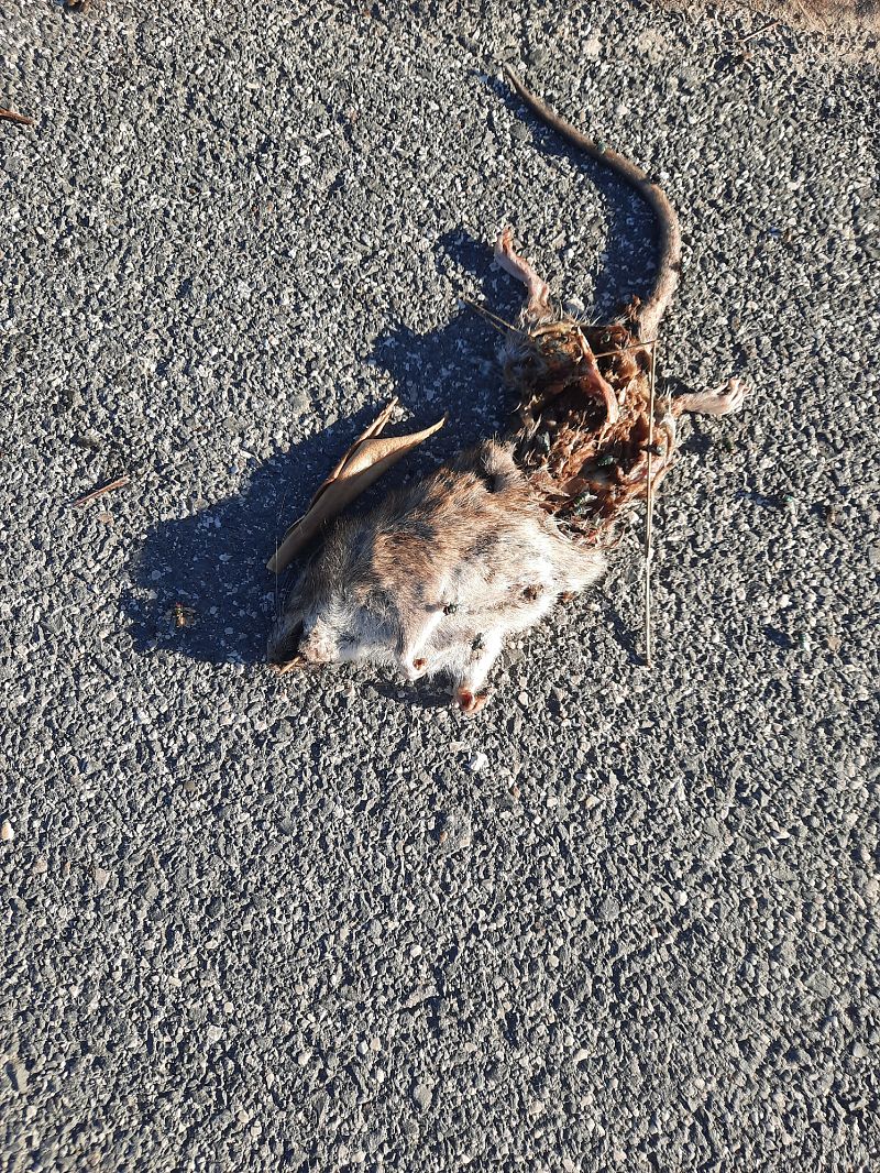 Ratto delle chiaviche  - Michele Coppola