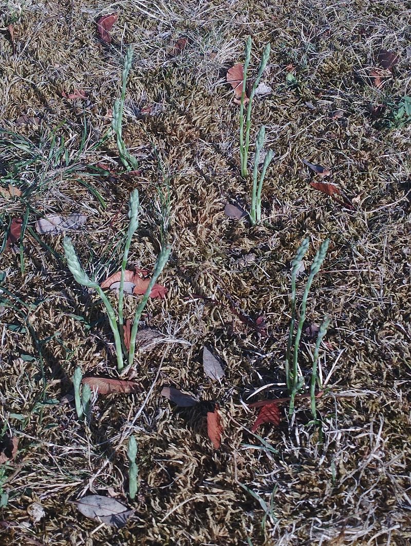 Spiranthes spiralis  - Gérard Joseph