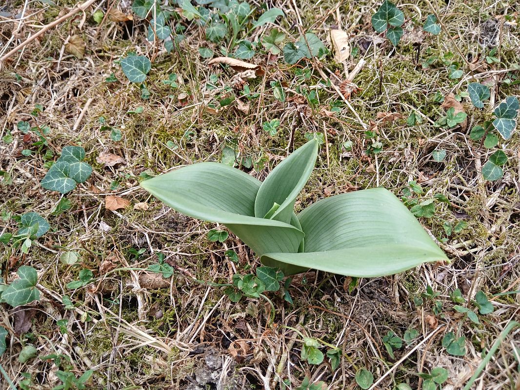 Himantoglossum hircinum  - Alain Falvard