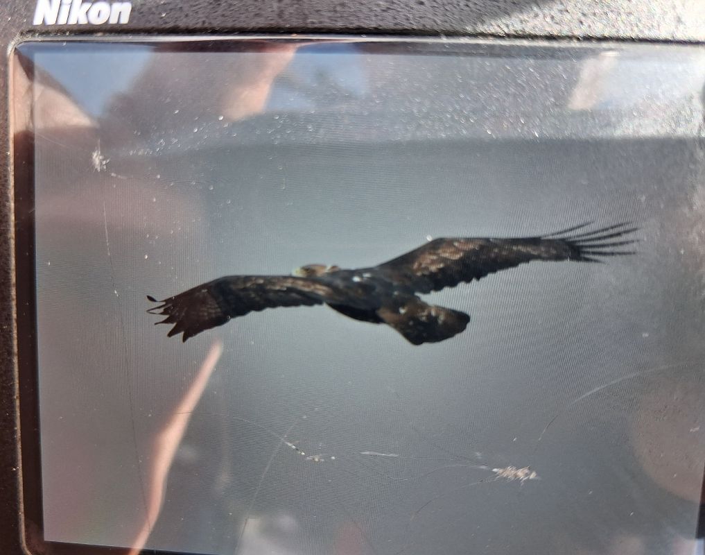 Aquila reale  - Levi Simone