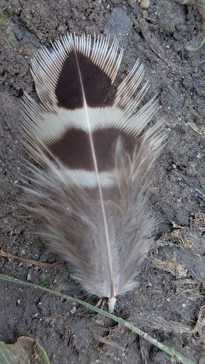 Oiseau indéterminé  - Hemma Faiman
