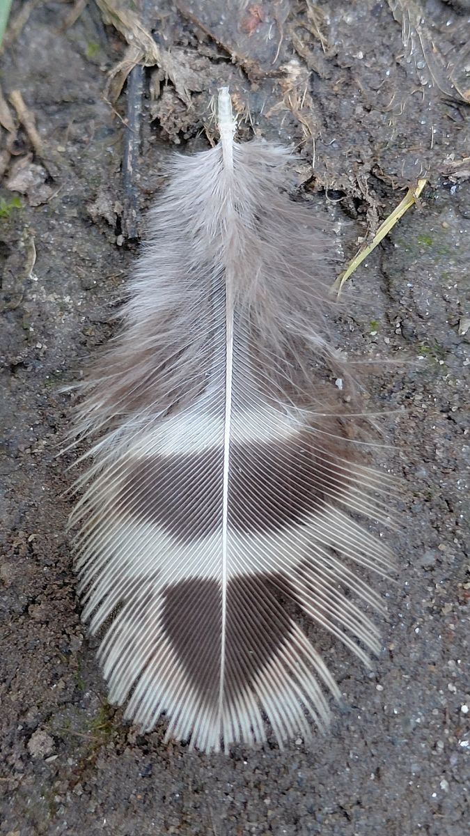 Oiseau indéterminé  - Hemma Faiman
