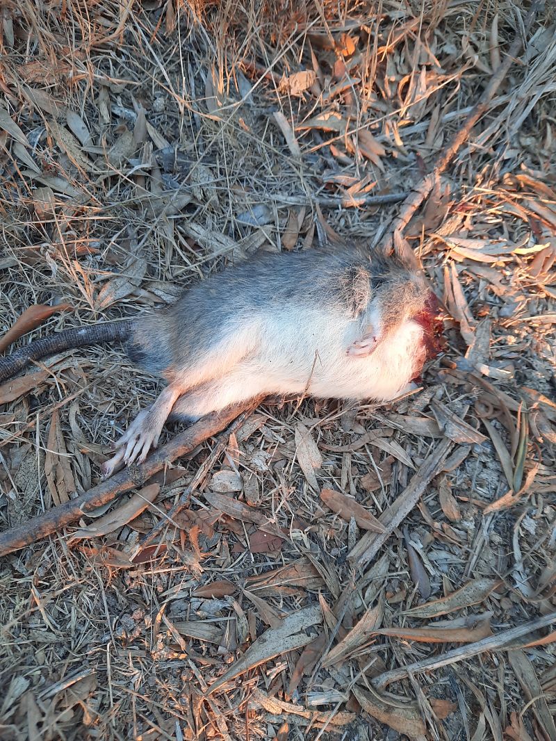 Ratto delle chiaviche  - Michele Coppola