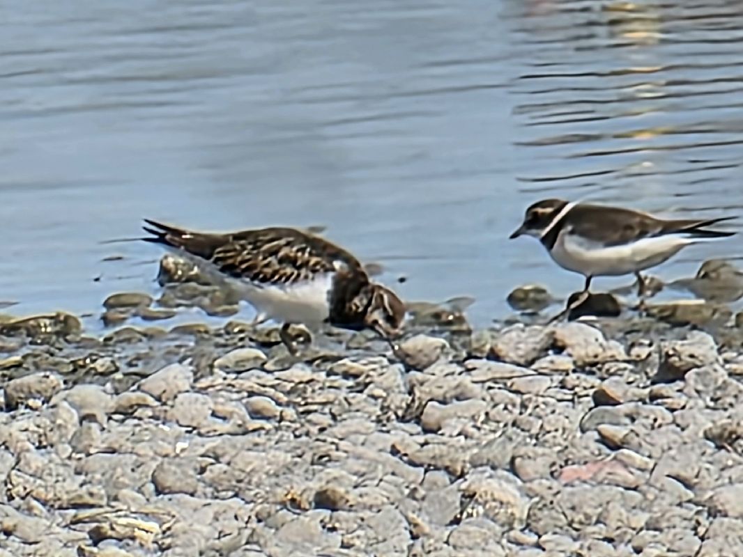 Tournepierre à collier 