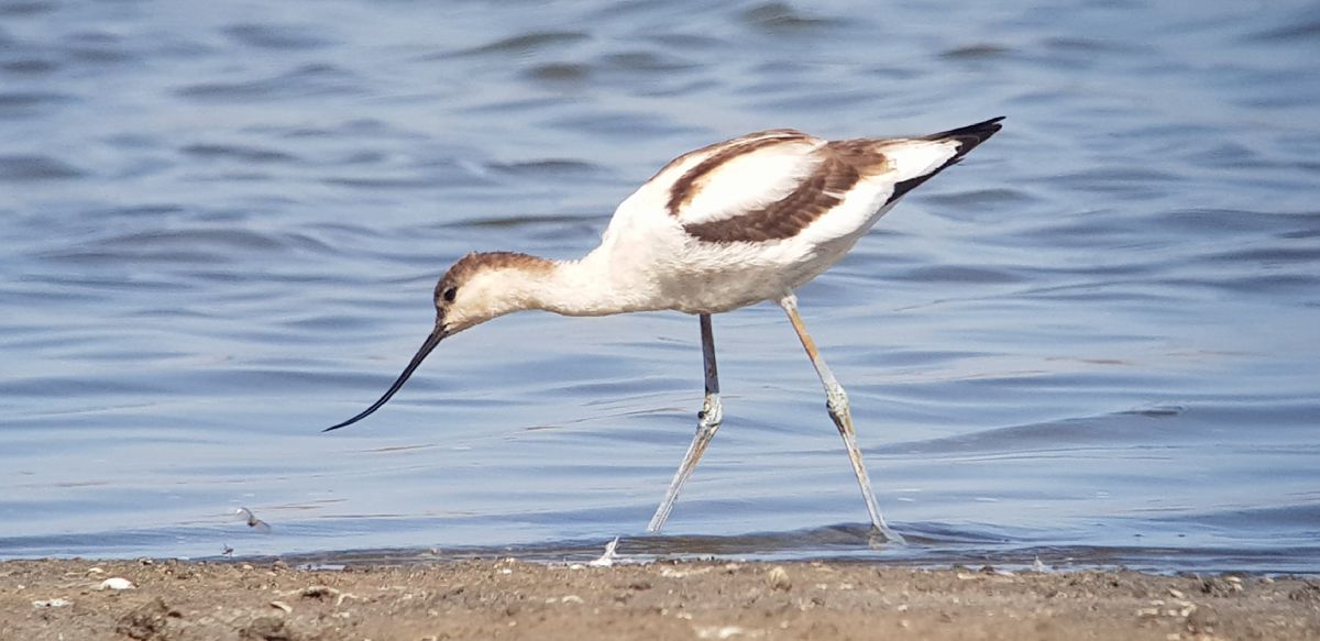 Avocetta  - Giuseppe Di Lieto