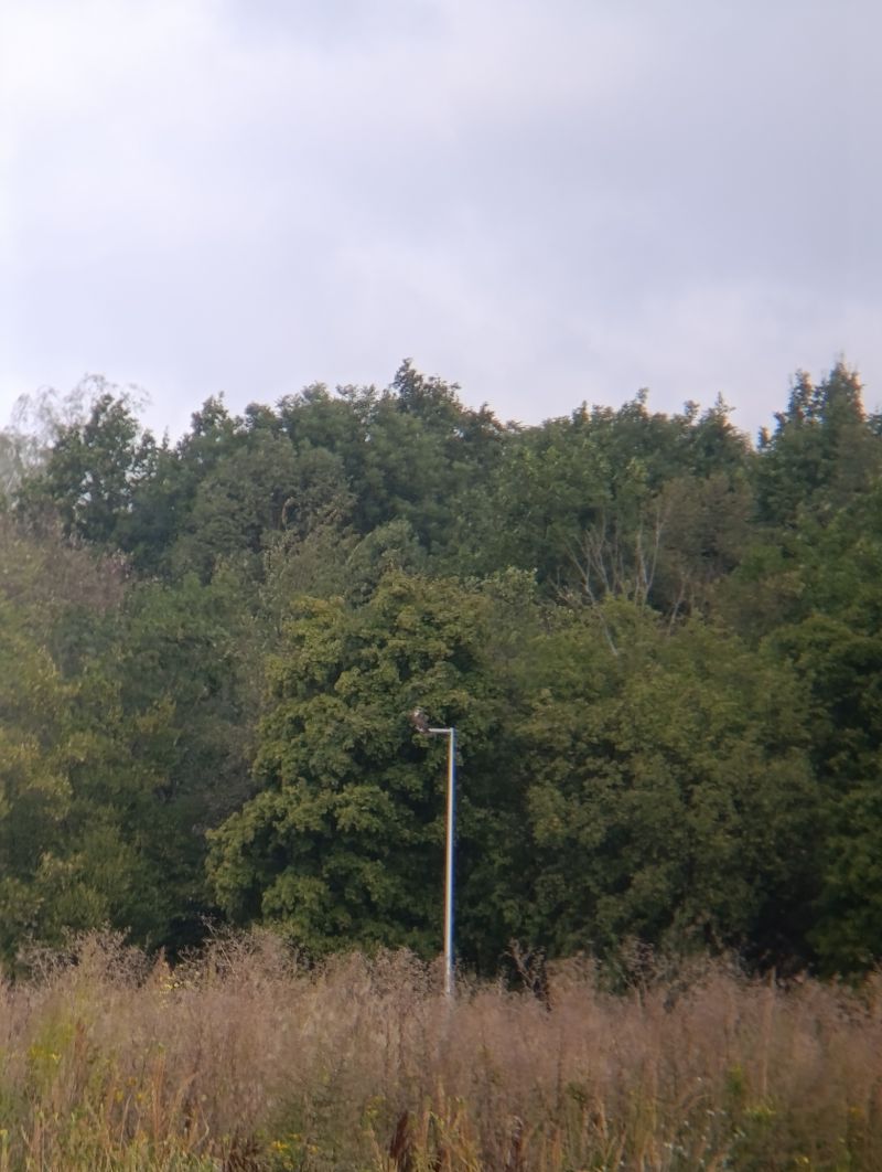 rybołów  - Michał Smoliński
