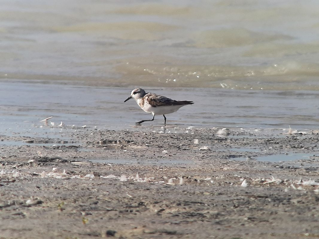 Bécasseau sanderling  - Franz Stoll