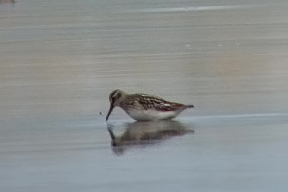 biegus płaskodzioby  - Marcin Sołowiej
