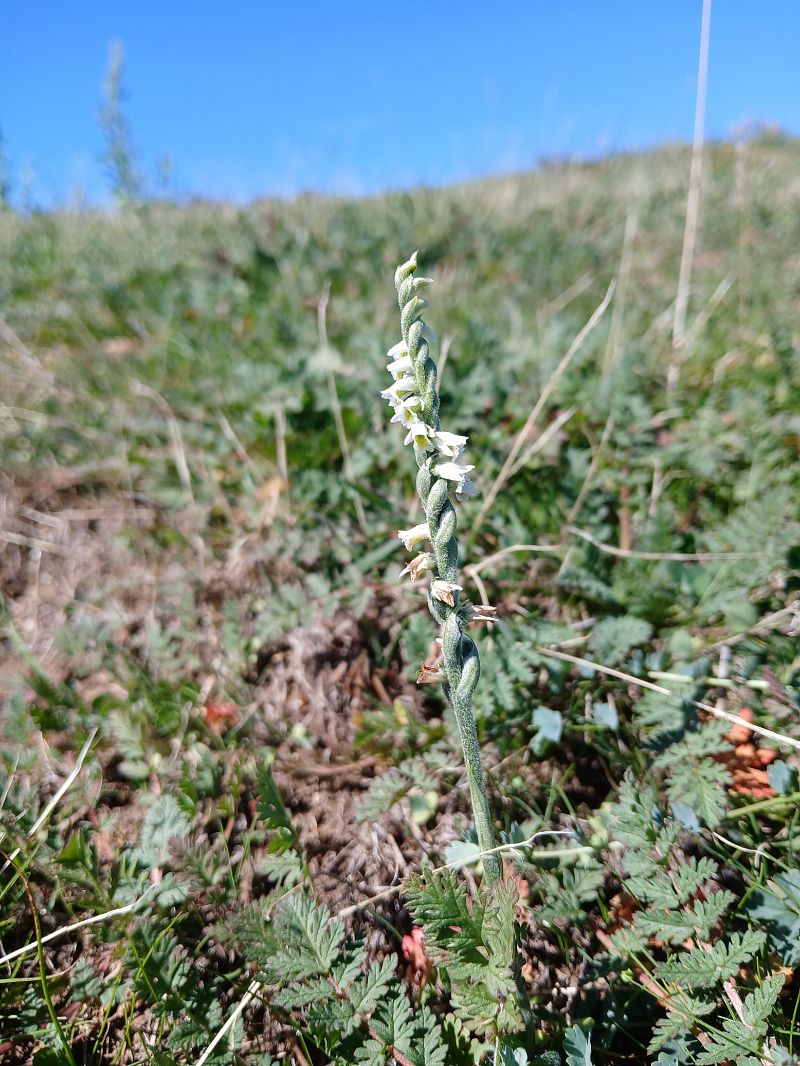 Spiranthes spiralis  - Alain Falvard