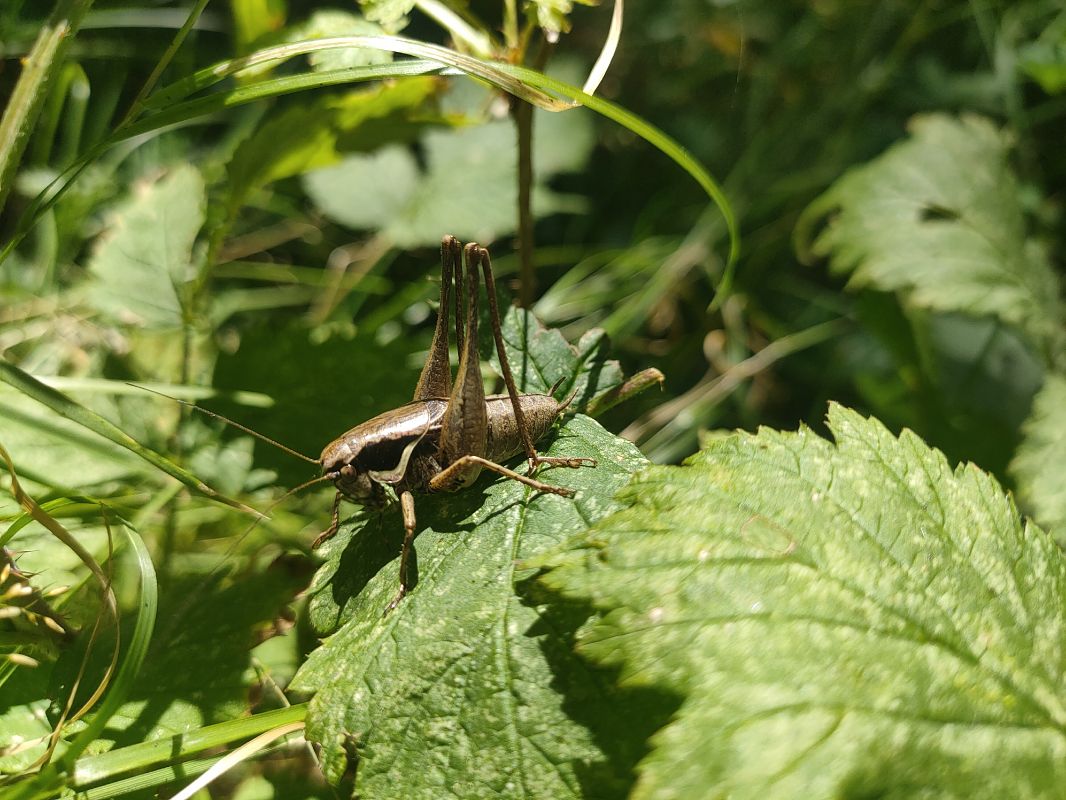 Pholidoptera fallax  - Daniele Baroni