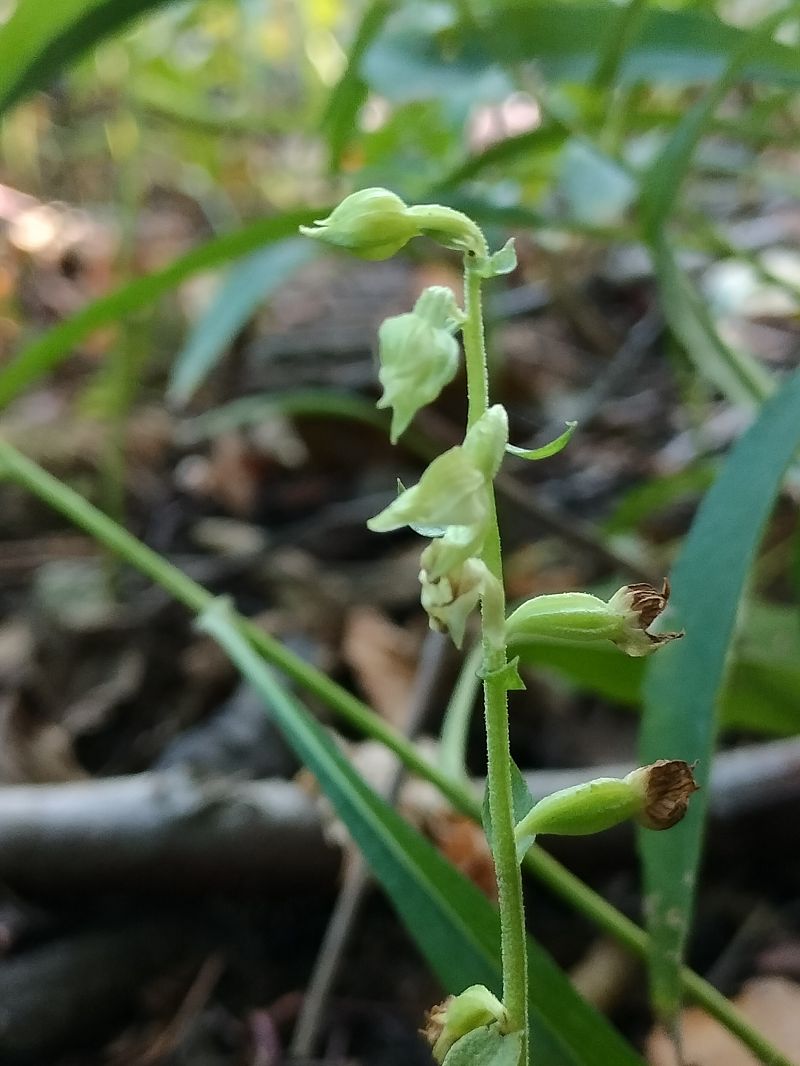 Epipactis fibri  - Mickael Viau