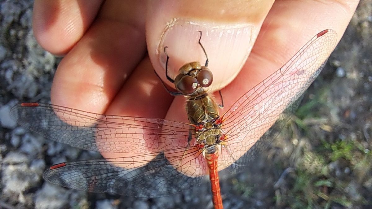 Sympetrum striolatum  - Roberto Fabbri