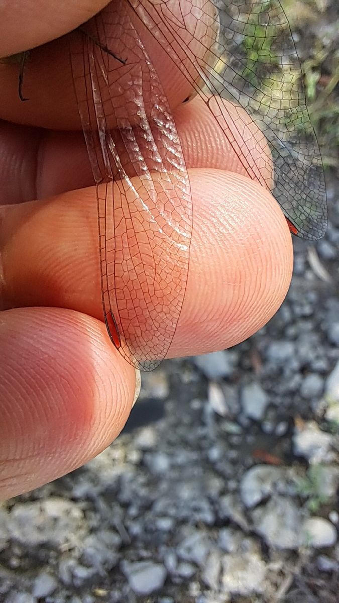 Sympetrum striolatum  - Roberto Fabbri