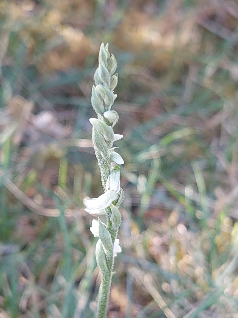 Spiranthes spiralis  - Bernard Sonnerat