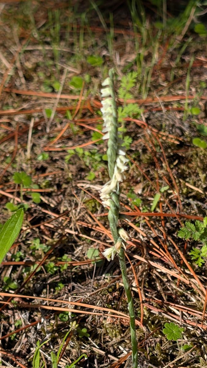 Spiranthes spiralis  - Christian Noel