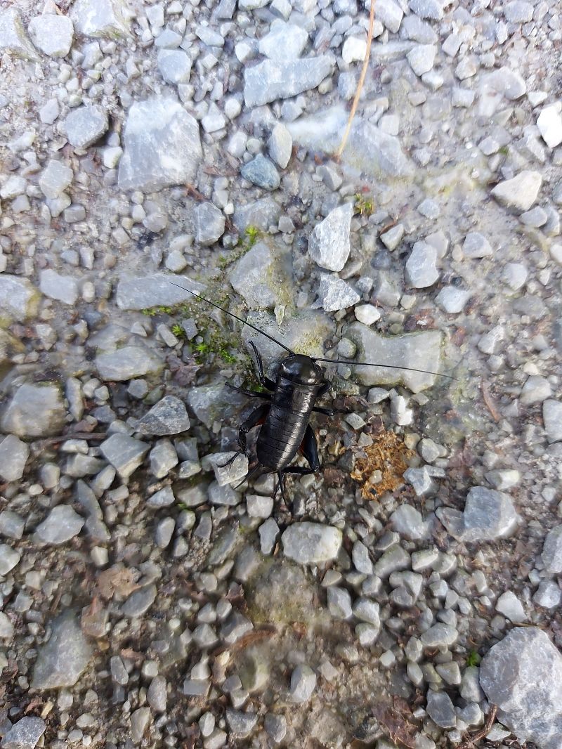 Gryllus campestris  - Lorenzo Lanzani