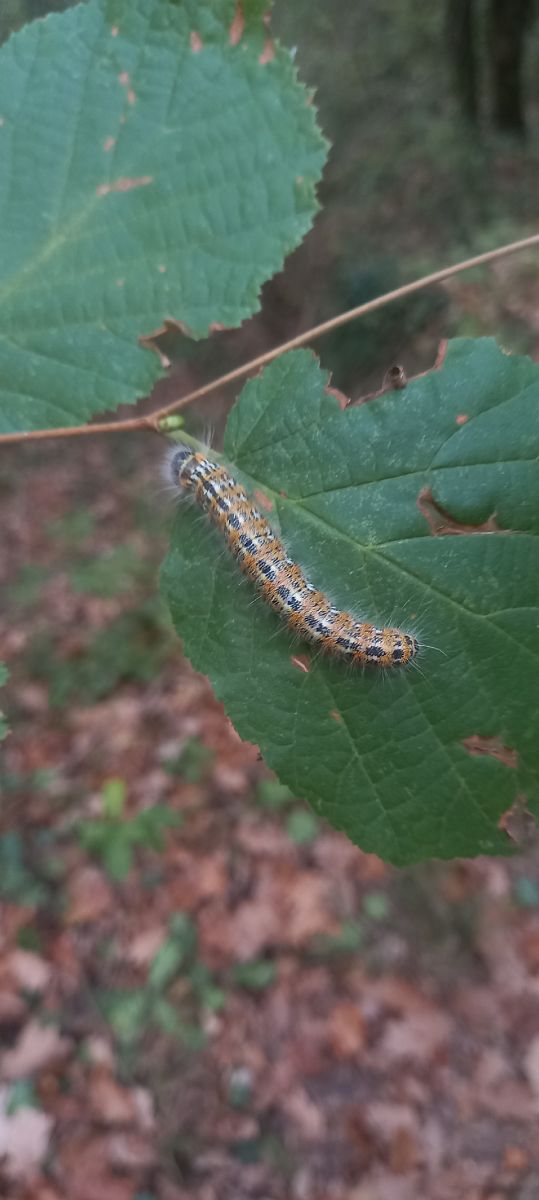 Phalera bucephala  - Pancho Pou