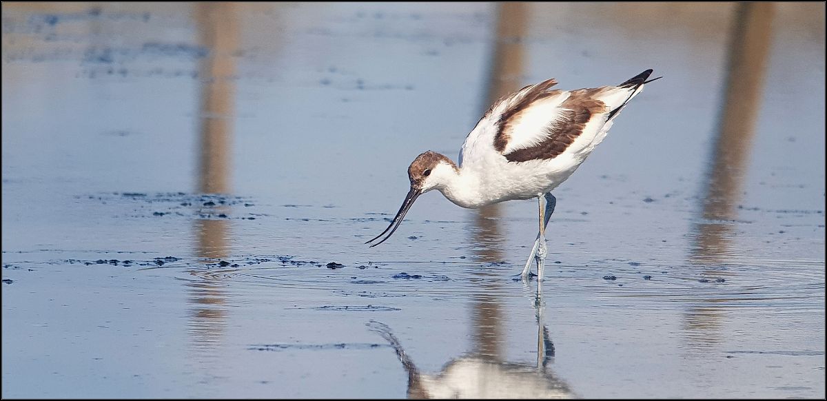 Avocetta  - Giuseppe Di Lieto