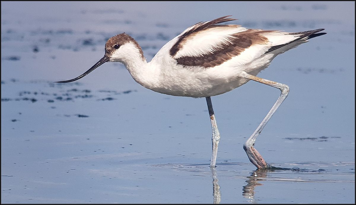 Avocetta  - Giuseppe Di Lieto