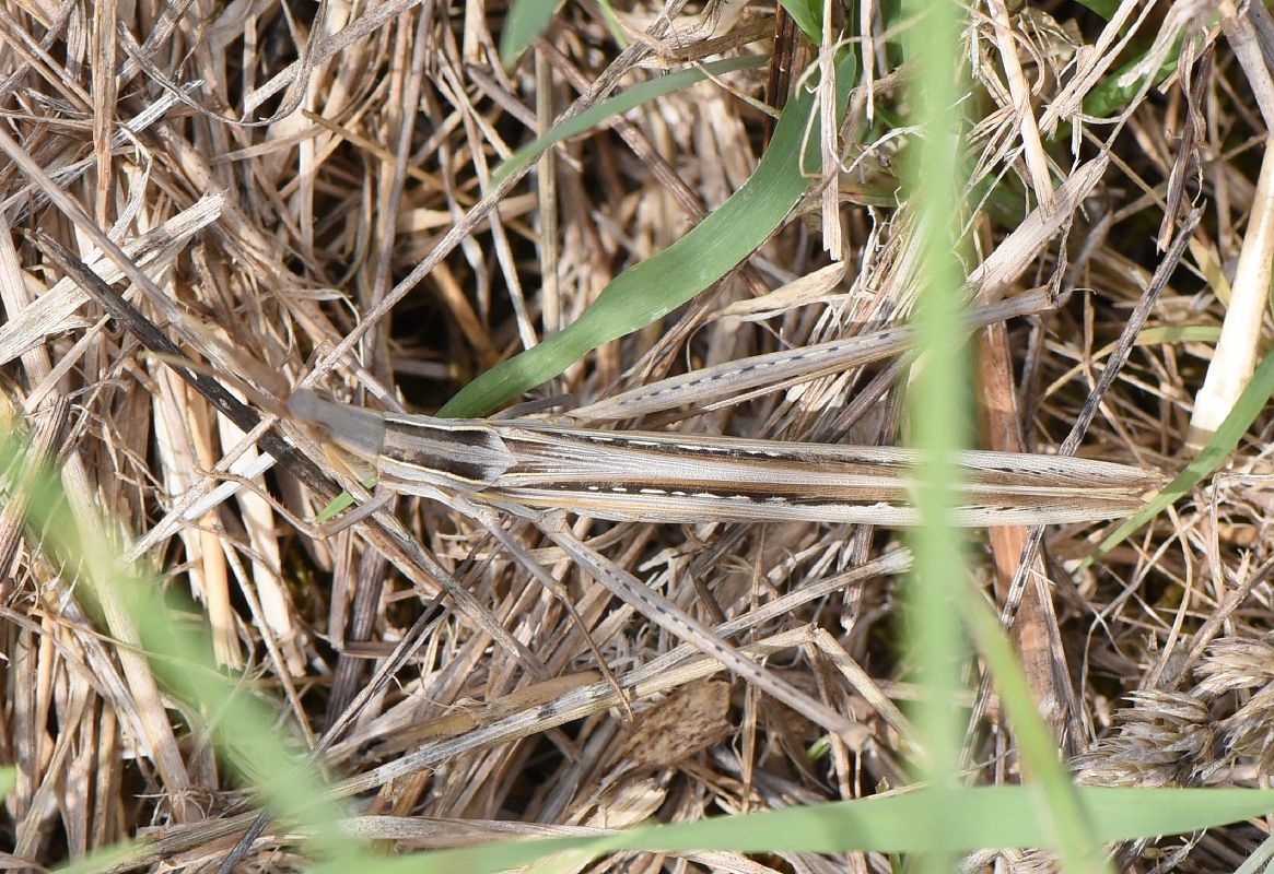 Acrida ungarica mediterranea  - Alberto Manganaro