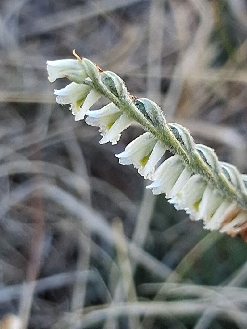 Spiranthes spiralis  - Françoise Peyrissat