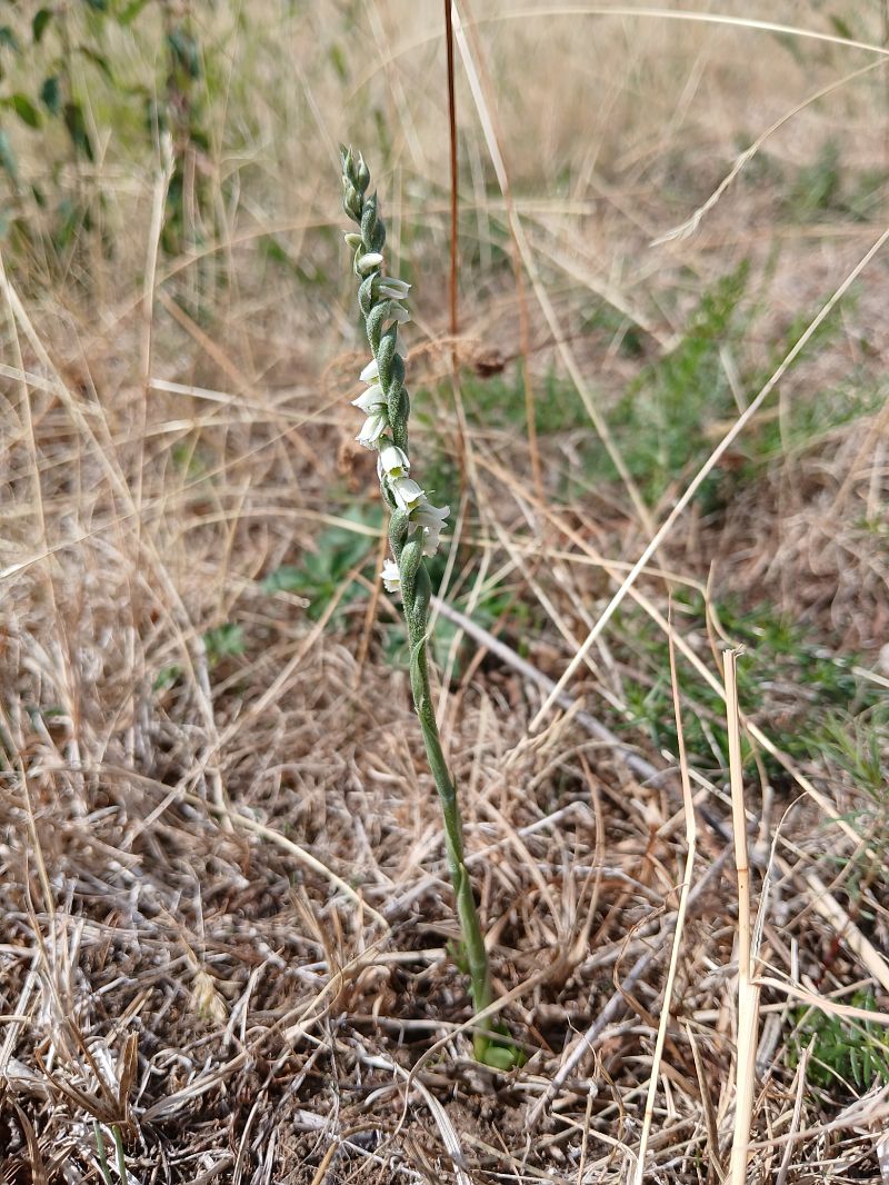 Spiranthes spiralis  - Alain Falvard