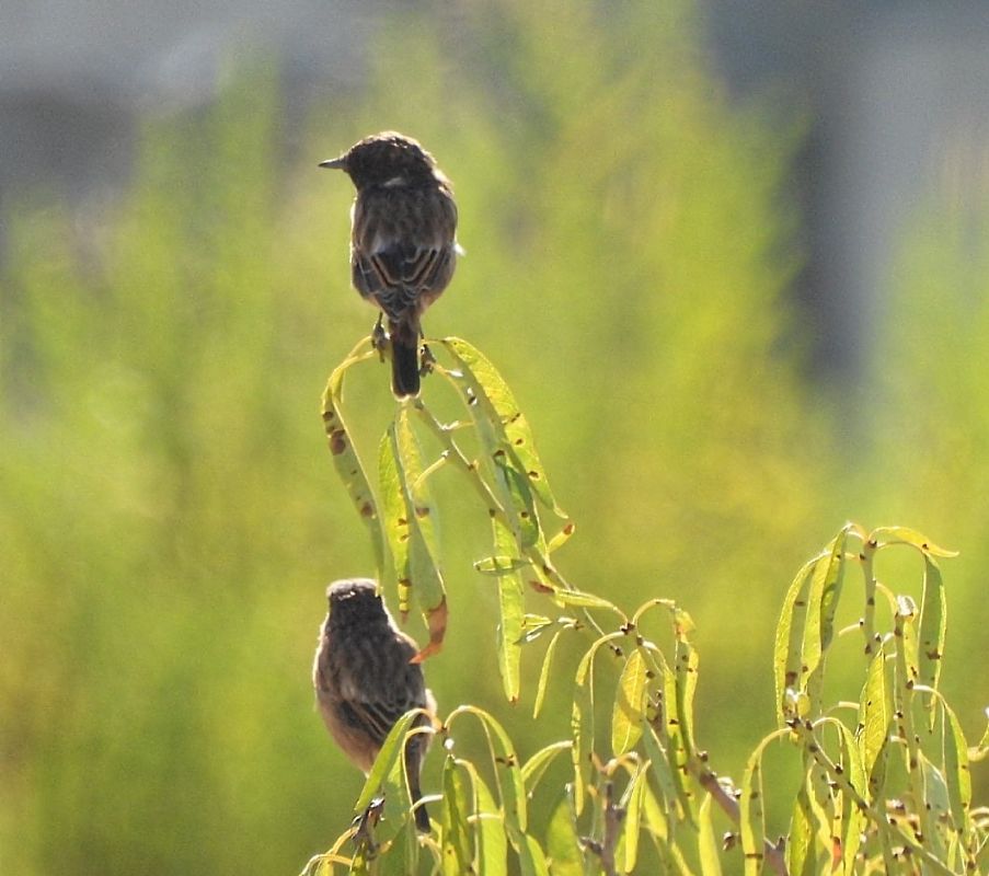 European Stonechat  - Joan Pessarrodona