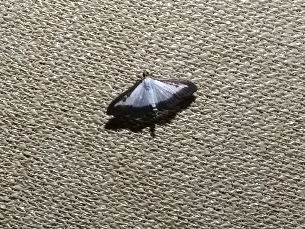 Cydalima perspectalis  - Toni Alonso Jardí