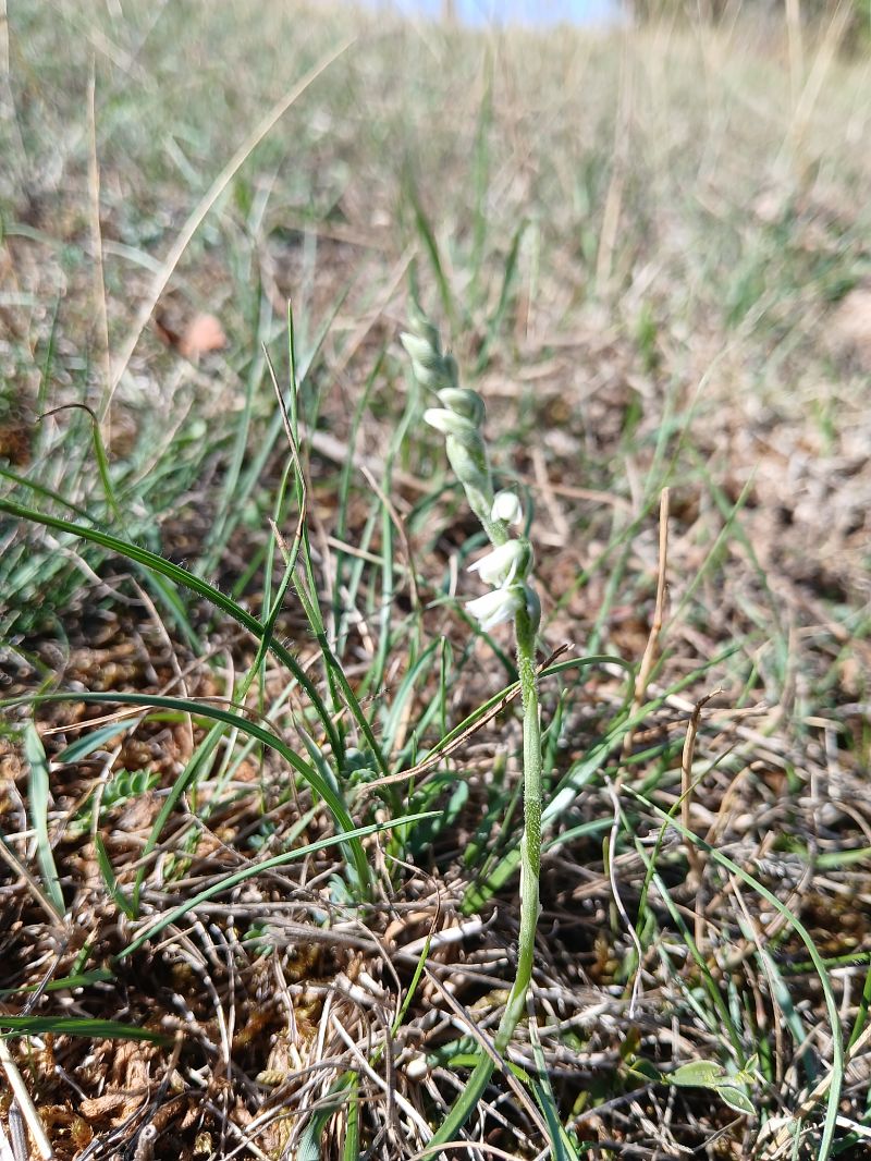 Spiranthes spiralis  - Alain Falvard
