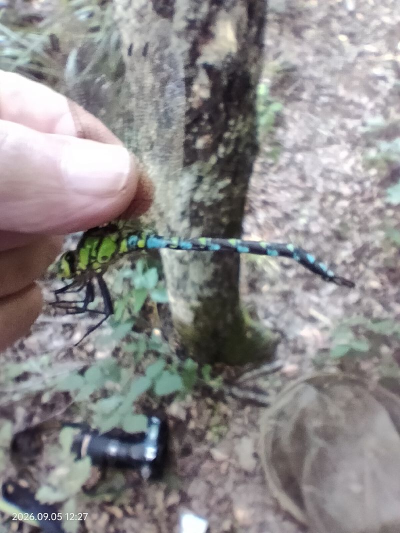 Aeshna cyanea  - Federico Landi