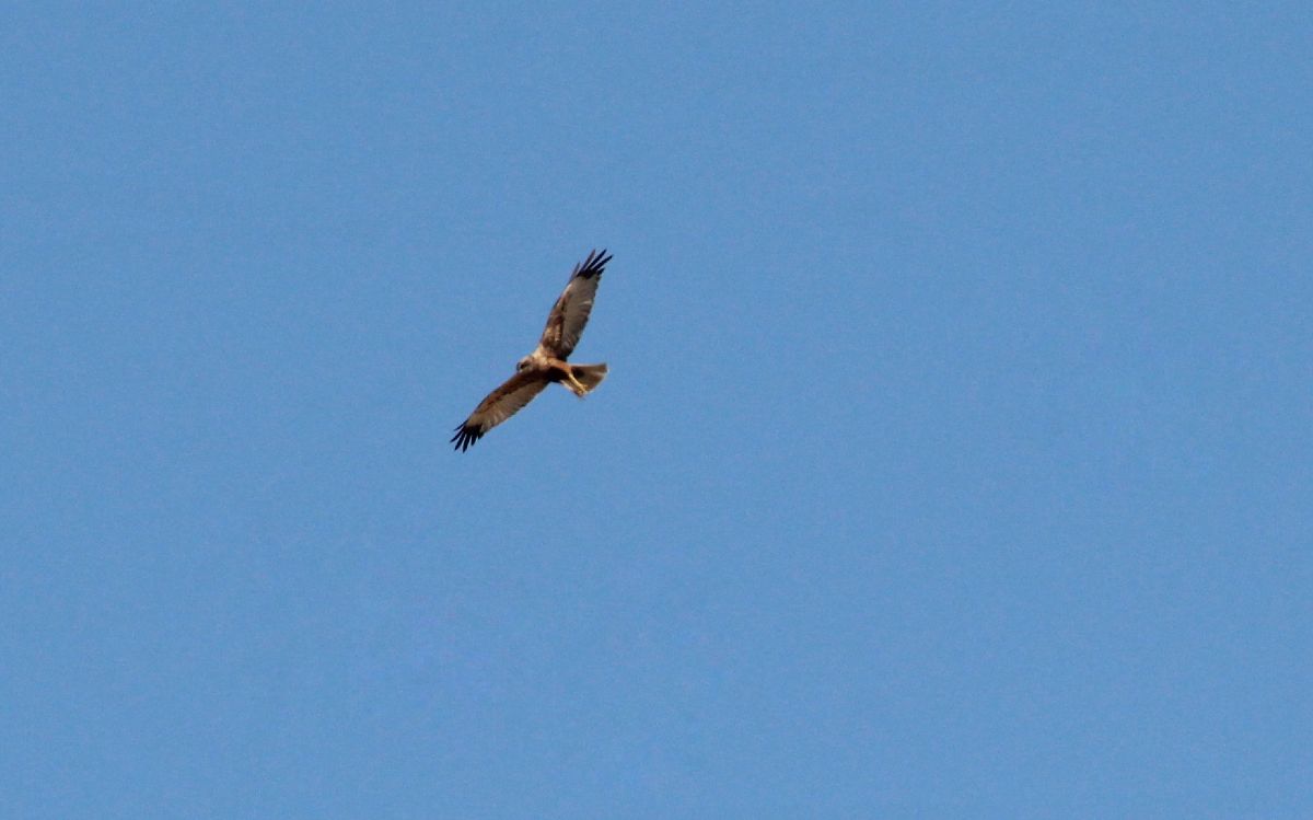 Falco di palude  - Alessio Mannello
