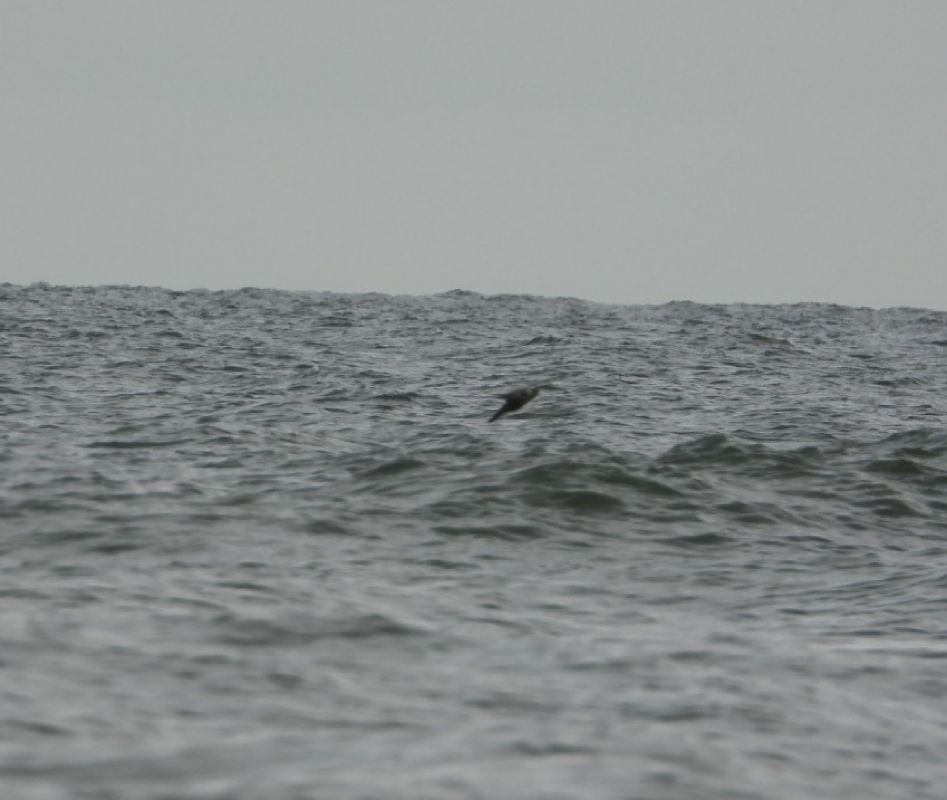 Skua / Jaeger, unidentified  - Adrian Dudkiewicz