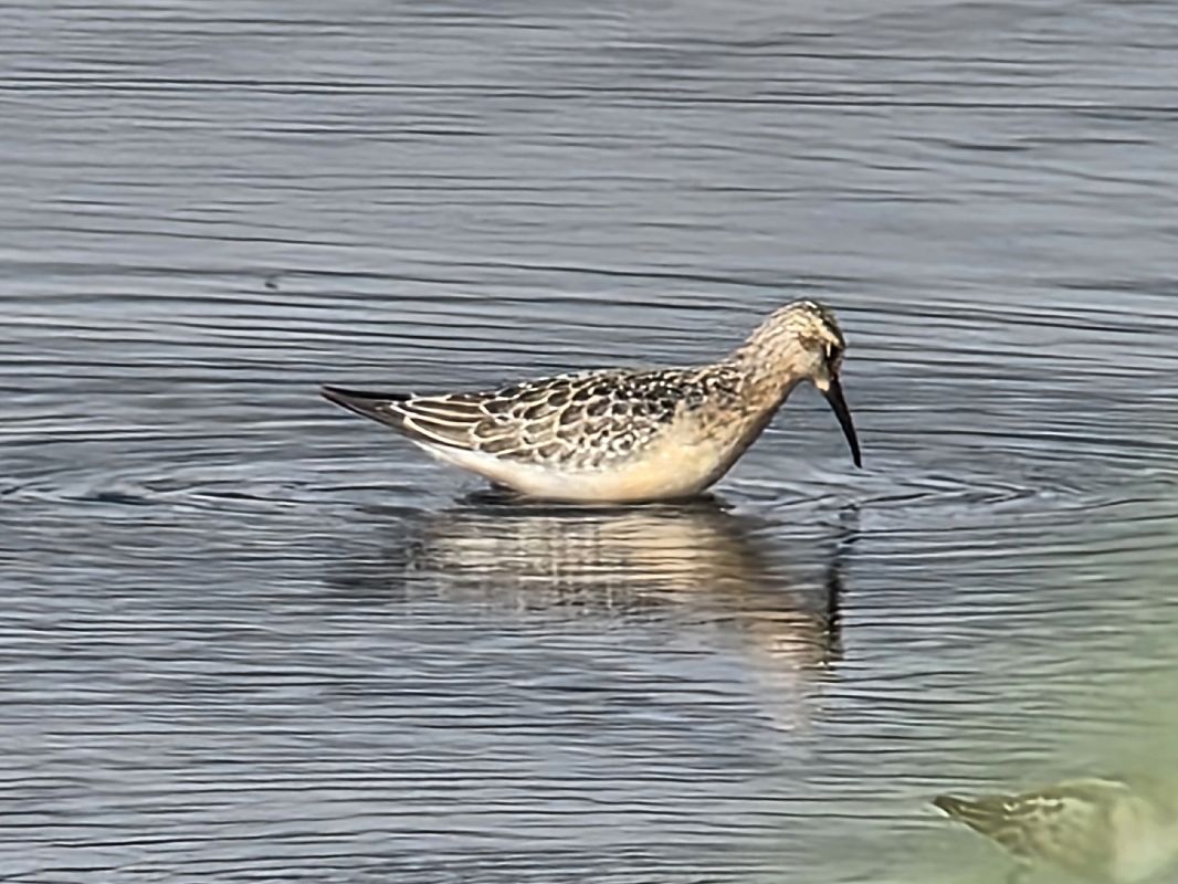 Bécasseau cocorli 