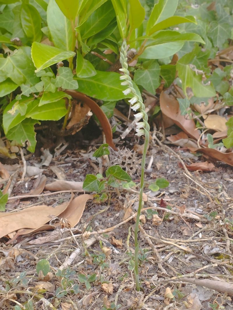 Spiranthes spiralis  - Gérard Joseph
