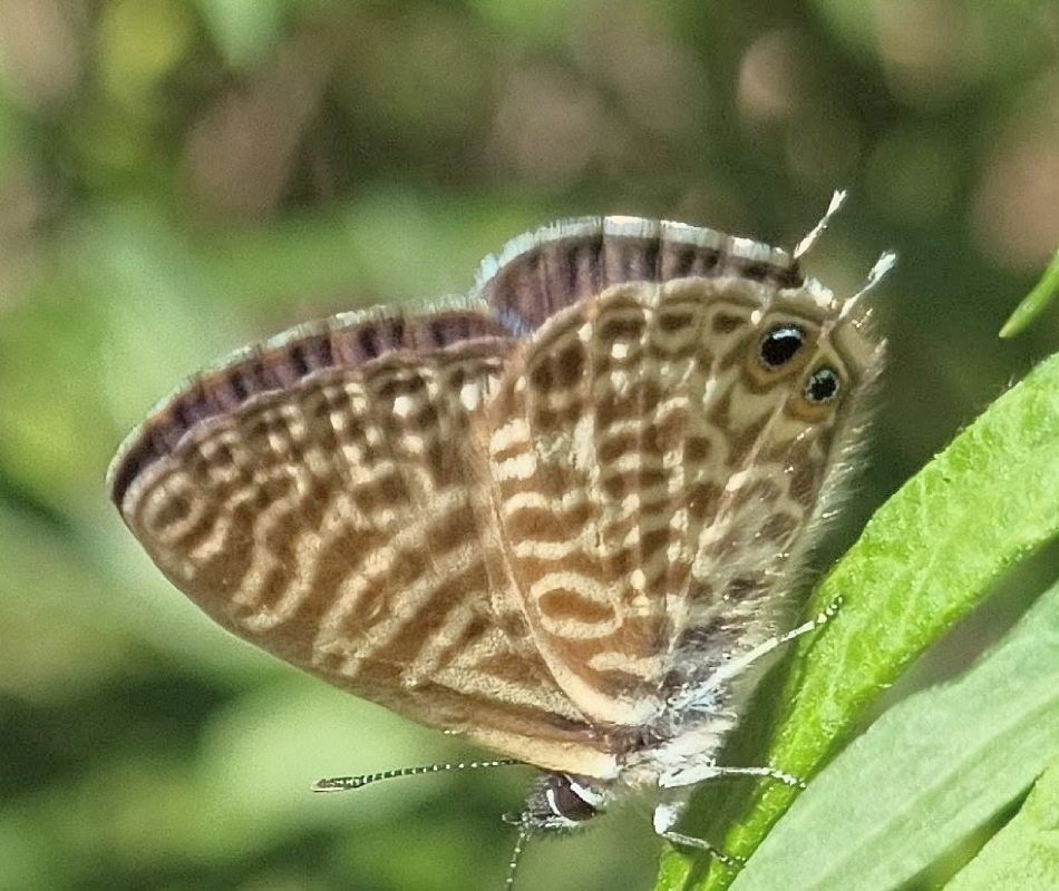 Leptotes pirithous  - Alessandro Sacchetti