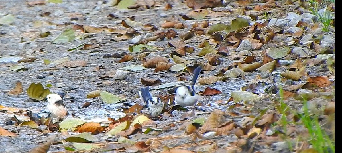 Mésange à longue queue (ssp. europaeus)  - Jonatan Manista