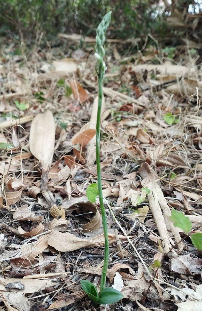Spiranthes spiralis  - Gérard Joseph