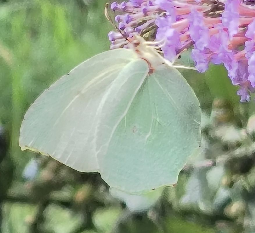 Gonepteryx rhamni  - Alessandro Sacchetti