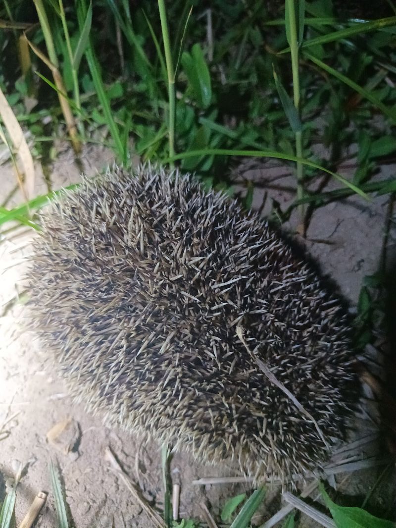 Eriçó clar  - Dídac Segura Muñoz